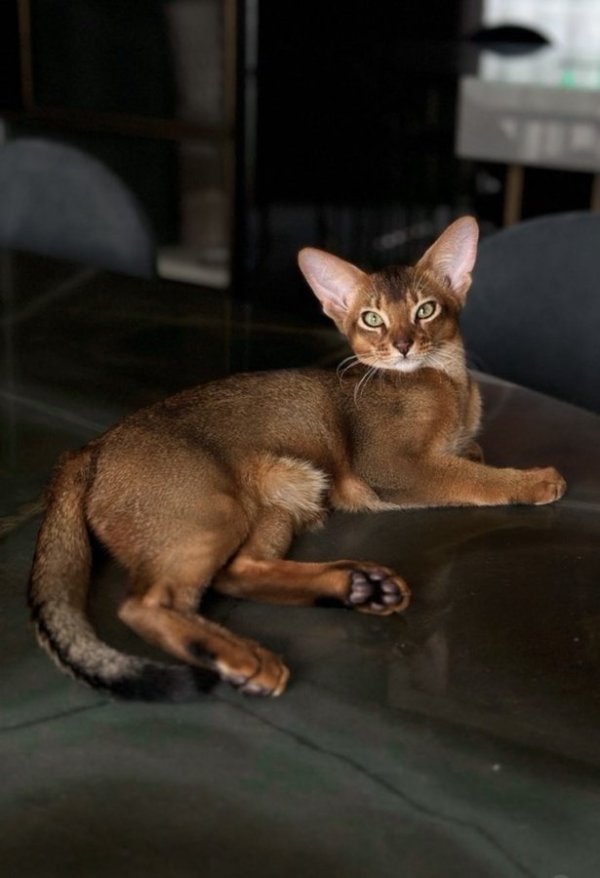 Con mèo yêu quý của Batshuayi bị tai nạn ô tô và phải phẫu thuật. Cầu thủ này đăng tin lên mạng xã hội yêu cầu một chú mèo khác hiến máu.